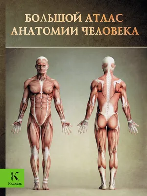 Соботта, Й. Атлас описательной анатомии человека | Купить с доставкой по  Москве и всей России по выгодным ценам.