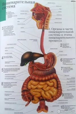 Книга Большой атлас анатомии человека, Перез Винсент купить в Минске