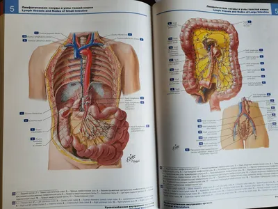 Книга "Анатомия человека. Современный атлас с подробными иллюстрациями" -  купить в Германии | 