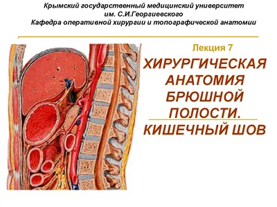 Топографическая анатомия брюшной полости. | Рефераты Оперативная хирургия и  топографическая анатомия | Docsity