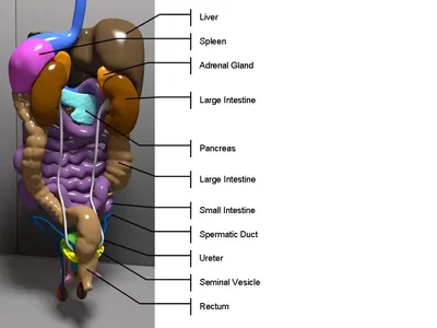 Брюшная и тазовая полости : нормальная анатомия | e-Anatomy