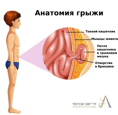 анатомия брюшной полости | Презентации Оперативная хирургия и  топографическая анатомия | Docsity