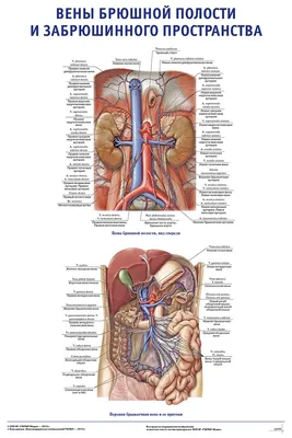 Анатомические области брюшной полости (Энциклопедия медицины: Анатомический  атлас). | Судебная медицина, Медицинские училища, Углубленное изучение  биологии