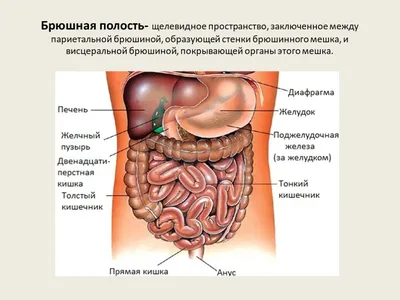 КТ брюшной полости — Диагност КТ