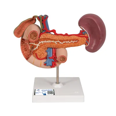 Модель органов задней части верхнего отдела брюшной полости - 3B Smart  Anatomy - 1000309 - K22/2 - Модели пищеварительной системы человека - 3B  Scientific