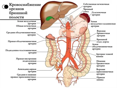 Хотим поговорить о травмах живота. Но давайте прежде вместе вспомним основы анатомии  брюшной полости. В карточках 🔜 Если было полезно… | Instagram