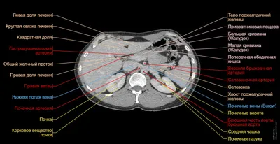 Анатомический Плакат Брюшной Полости Пространства Животе Человека  Внутренних Органов Внутренностей Векторное изображение ©Pikovit 654331258