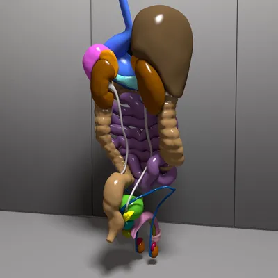 Модель органов задней части верхнего отдела брюшной полости - 3B Smart  Anatomy - 1000309 - K22/2 - Модели пищеварительной системы человека - 3B  Scientific