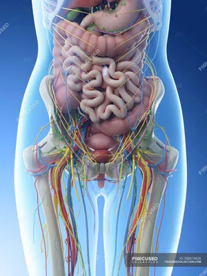 Брюшная полость и таз : нормальная анатомия | e-Anatomy