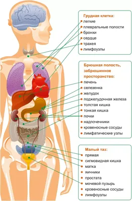 Пищеварительная система : нормальная анатомия | e-Anatomy