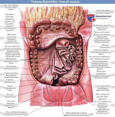 Средний этаж брюшной полости | Молекулярная биология, Анатомия, Анатомия  человека