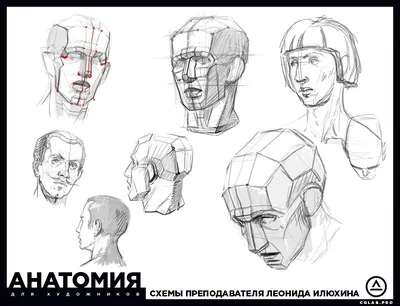 Пластическая Анатомия для Художников (Что это? Зачем?)