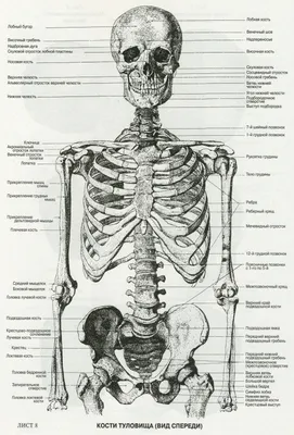 Атлас анатомии человека для художников. А. Ю. Кузнецов - «Как сдать  пластическую анатомию, если череп на дом не дают?!» | отзывы