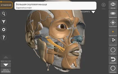 Скачать Art Anatomy – 3D анатомия для художников 5.0.0 для Android