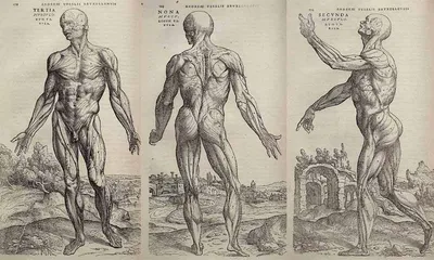 Анатомия для Художников - обучение рисованию, курсы рисования — CG LAB