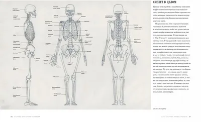 АНАТОМИЯ ДЛЯ ХУДОЖНИКОВ