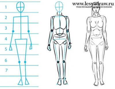 Уроки и видео по анатомии для художников — CG LAB