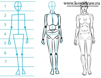 Анатомия человека для рисования картинки