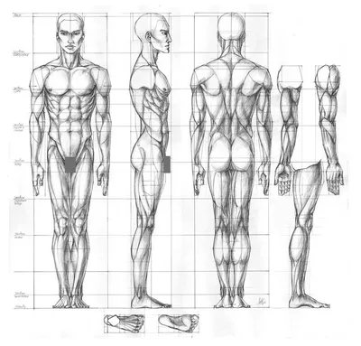 Анатомия для Художников - обучение рисованию, курсы рисования — CG LAB