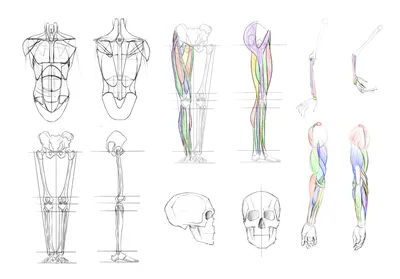 Проблемы в рисовании и пластической анатомии 2D художников.