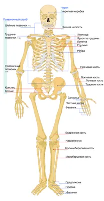 Анатомия человека кости 