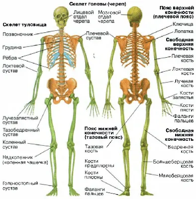 Кости человека рисунок - 42 фото