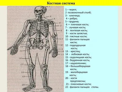 АНАТОМИЯ ЧЕЛОВЕКА. ВСЕ О СЕБЕ. | Nature of Human(NoH) | Дзен