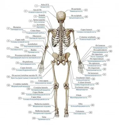 скелет с подписями на латинском и русском для медиков | Анатомия и  физиология, Анатомия человека, Анатомия
