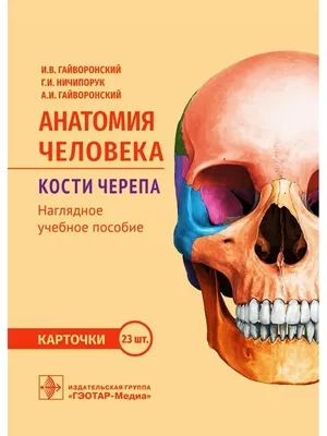 Анатомия для начинающих. Как запомнить все кости человека? | Траектория  Спорта | Дзен