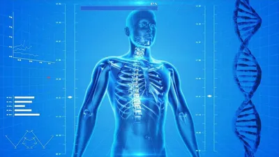 Скелет Человек Кость - Бесплатное изображение на Pixabay - Pixabay