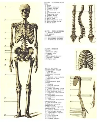 Модели костей скелета человека (набор) ООО Медтехника Спб