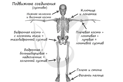 Книга Анатомия тела в движении. Кости, мышцы и суставы: базовый курс.  Учебник - купить в Popurri-shop, цена на Мегамаркет