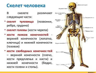 Скелет Человека Рисунок (57 Фото)