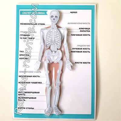 Xray И Человека Кости — стоковые фотографии и другие картинки Анатомия -  Анатомия, Артрит, Биология - iStock