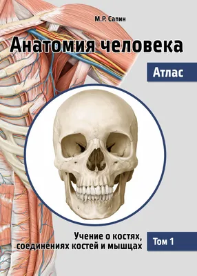 Анатомия, тело человека, строение …» — создано в Шедевруме