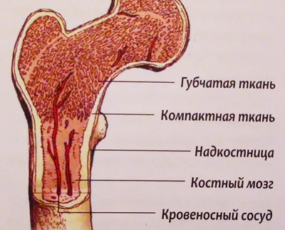 Купить Набор «Анатомия человека. Скелет» LER3337 в магазине развивающих  игрушек Детский сад