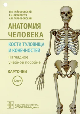 Книга Анатомия человека. Кости туловища и конечностей - купить в Юмаркет,  цена на Мегамаркет