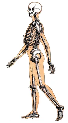 Система костей и их соединений (скелет человека), плакат глянцевый А1+/А2+  › Купить оптом и в розницу › Цена от завода