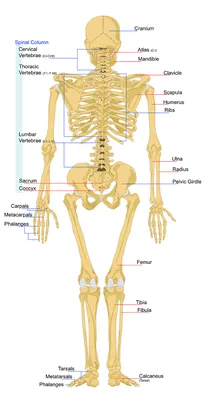 Анатомия Человека Скелет И Мышцы Тела — стоковая векторная графика и другие  изображения на тему Анатомия - Анатомия, Человеческое тело, Медицинская  диаграмма - iStock