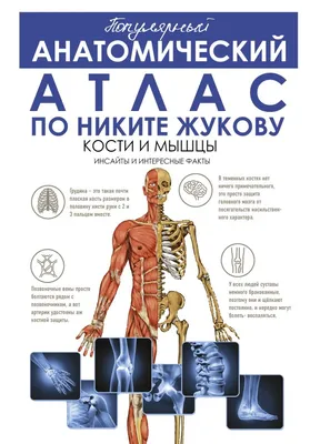 Модели костей скелета человека (набор) ООО Медтехника Спб