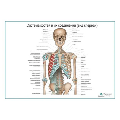 Анатомия человека: голова, шея. Возрастные изменения