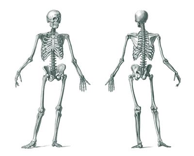 Анатомия — Википедия
