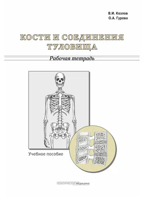 Анатомия человека. Атлас. Том 1. Учение о костях, соединениях костей и  мышцах, М. Р. Сапин – скачать pdf на ЛитРес