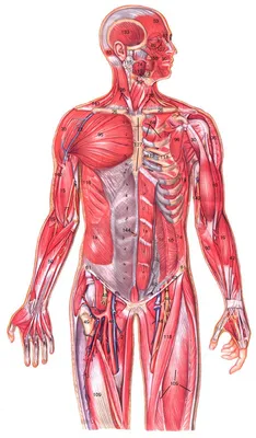 Картинки анатомия человека для студентов (47 фото) » Картинки, раскраски и  трафареты для всех - 
