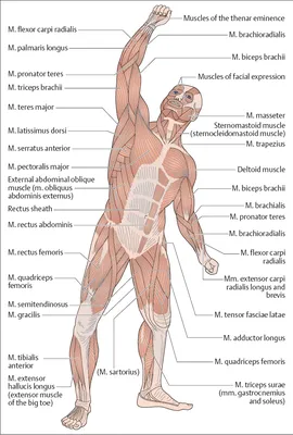 Анатомия человека на русском Illustrated Atlas of Human Anatomy Russian  book | eBay