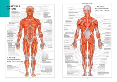 Атлас анатомии человека 7-е издание, Неттер Франк, 978-5-9704-6877-7