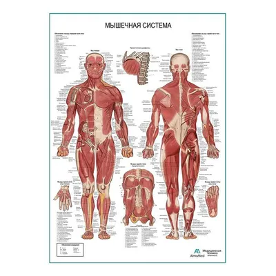 Атлас анатомии человека 7-е издание - Неттер Франк - Скелет: осевой и  добавочный скелет. Атлас анатомии человека