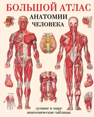 Анатомия человека. Атлас в 3-х томах. Том 1. Остеология,  артросиндесмология, миология — купить книги на русском языке в Book City