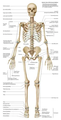 Анатомия человека фото - 