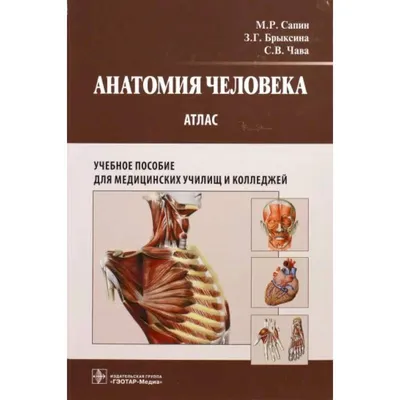 Атлас анатомии человека. Учебное пособие для высших медицинских учебных  заведений (Рудольф Самусев) - купить книгу с доставкой в интернет-магазине  «Читай-город». ISBN: 978-5-17-117253-4